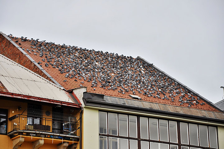 A2B Pest Control are able to install spikes to deter birds from roofs in Bilston. 