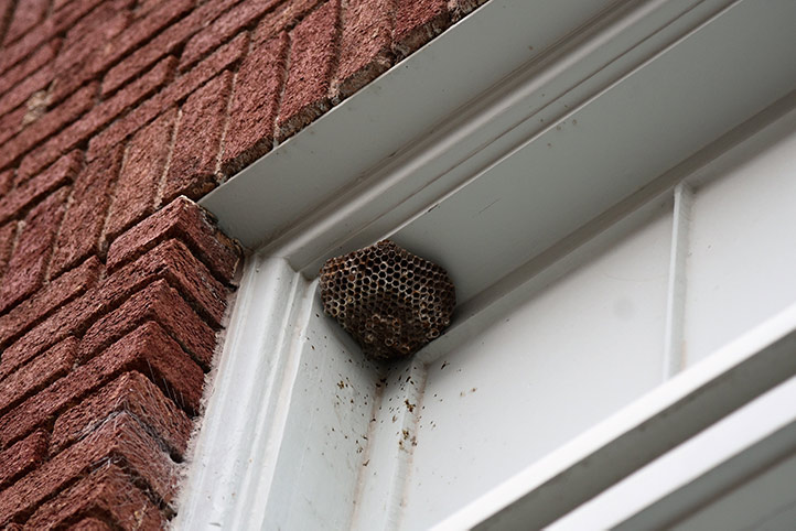 We provide a wasp nest removal service for domestic and commercial properties in Bilston.